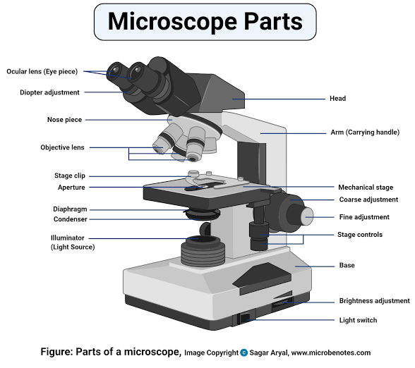 BIO 191 Past Question Microscope